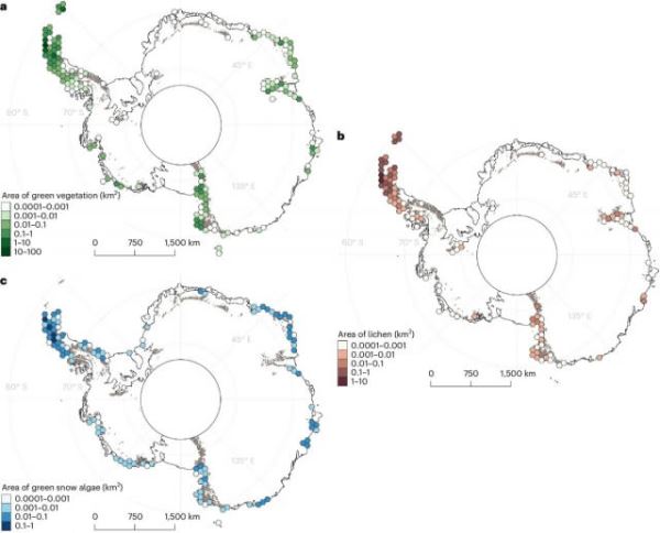 На Антарктиде обнаружена новая растительность