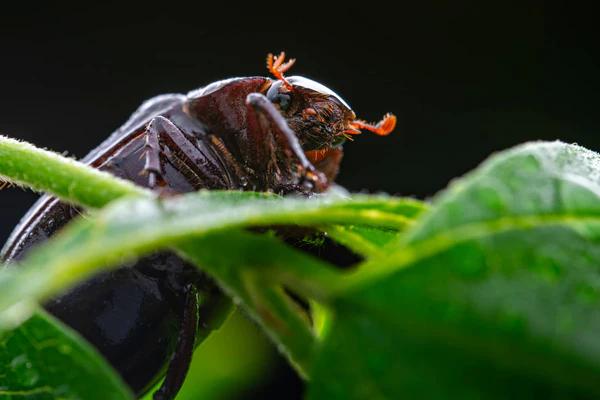 Выпущен бюджетный макрообъектив AstrHori 120mm F/2.8 2x. Примеры снимков