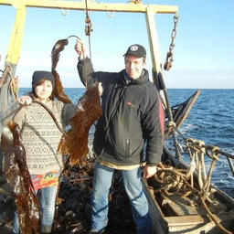 На Белом море в разгаре сезон заготовки водорослей