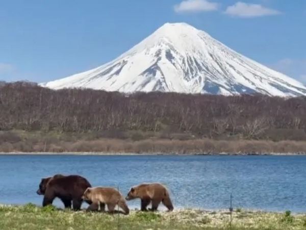 На Камчатке нужно отстрелять более 3 тысяч медведей — реально ли этоЛимит на добычу бурых медведей установлен в регионе согласно постановлению краевого министерства.