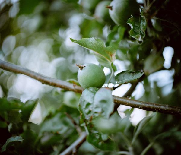 Анонсирован объектив Thypoch Simera 50mm F/1.4 ASPH для Leica M. Примеры снимков