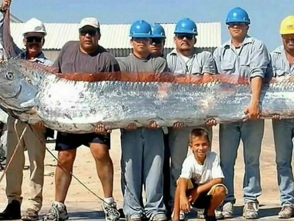 Несущий беду: огромная рыба-ремень вышла из вод Тихого океана (фото)